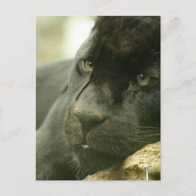 Postkarten für Schlafpanther (Vorderseite)