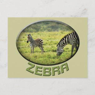 Postkarten für Tiersafaris von Zebra und Zebra foa
