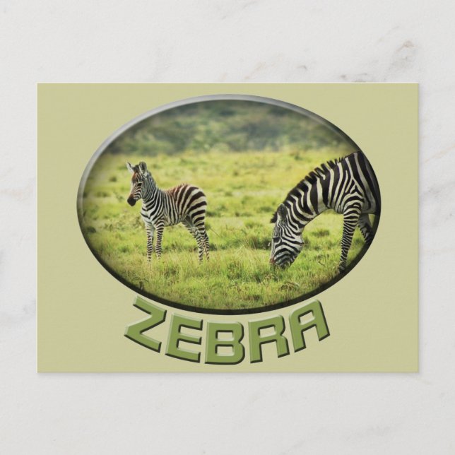 Postkarten für Tiersafaris von Zebra und Zebra foa (Vorderseite)