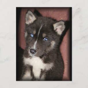 Postkarten für Welpen