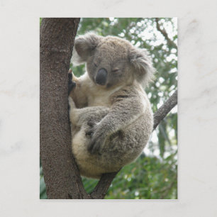 Postkarten Koalas QLD Australien