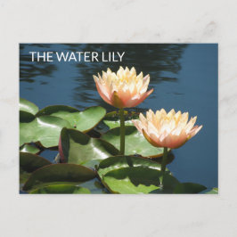 POSTKARTEN Künstlerische Fotografie Die Seerose