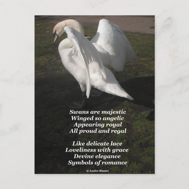 Postkarten-Pocket-Swans sind von Ladee Basset enor Postkarte (Vorderseite)