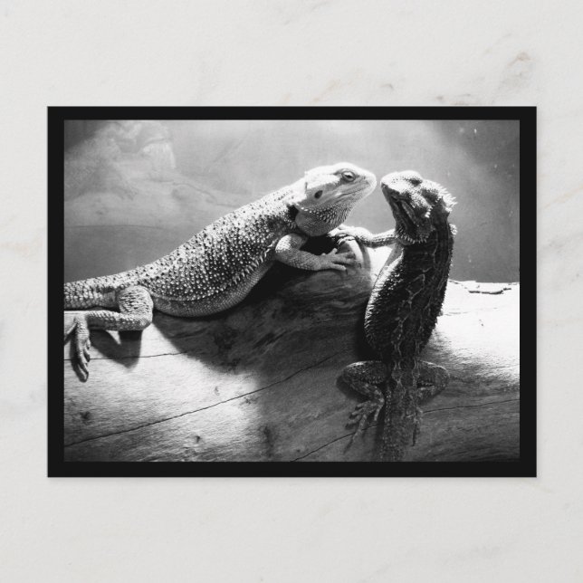 Postkarten-Tiere-33 Postkarte (Vorderseite)