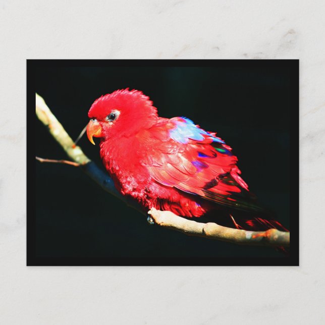 Postkarten-Tiere-35 Postkarte (Vorderseite)