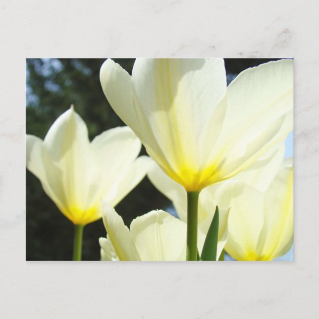 Postkarten Tulip Garden Custom White Tulip (Vorderseite)