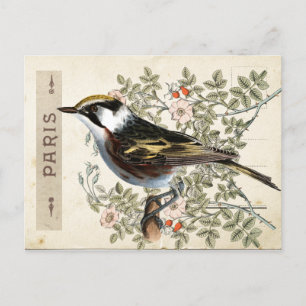 Postkarten-Vogel-Set 2 von 4 (Pariser Rosenvogel) Postkarte