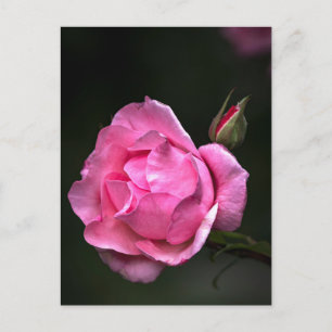 Postkartenrose - Florale Fotografie Postkarte