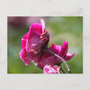 Postkartenrose - Magenta Grace Postkarte