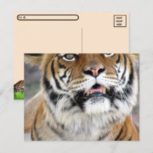 Postkreuzung Alberner Bengalischer Tiger Postkarte