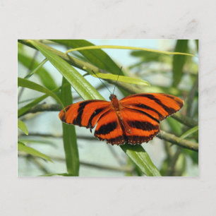 Postkreuzung - Banded Orange Heliconian Schmetterl Postkarte