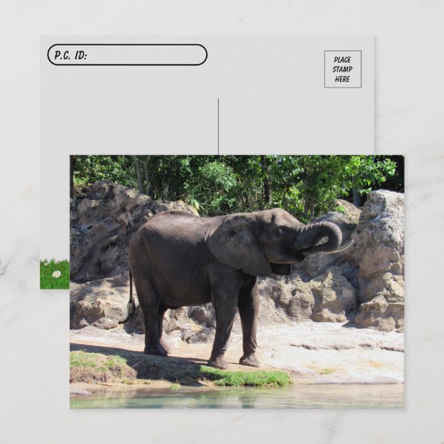 Postkreuzung - Bild einer afrikanischen Elefanten- Postkarte (Vorne/Hinten)