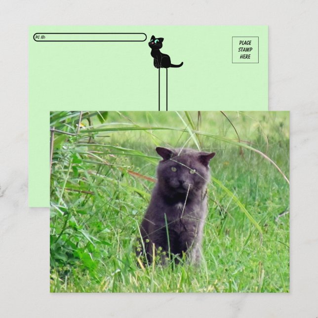 Postkreuzung - Die graue Stray - Katzenpostkarte Postkarte (Vorne/Hinten)