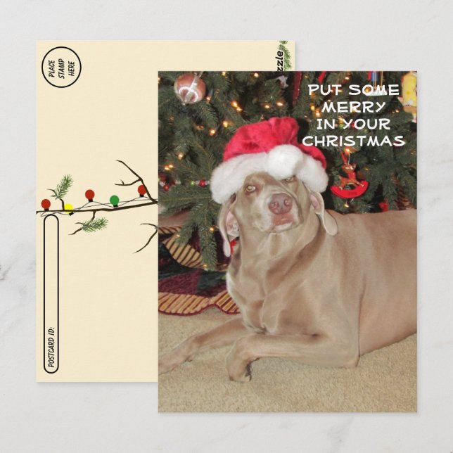 Postkreuzung - Rain the Weimaraner's Christmas Postkarte (Vorne/Hinten)