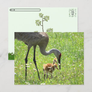 Postkreuzung - Sandhügelkrane und 2 Colts (Küken) Postkarte