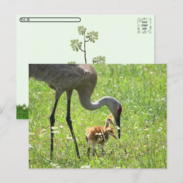 Postkreuzung - Sandhügelkrane und 2 Colts (Küken) Postkarte (Vorne/Hinten)