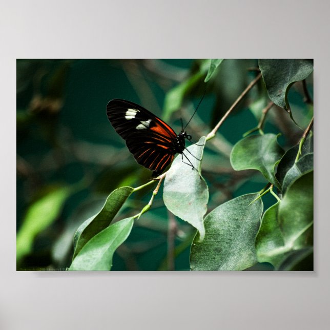 Postman 184 Druck Poster (Vorne)
