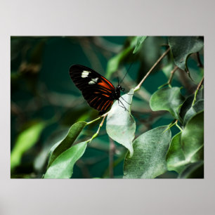 Postman 184 Print Poster