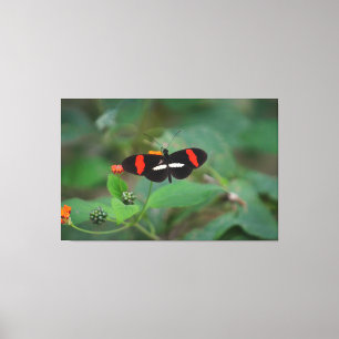 Postman Schmetterling Leinwanddruck