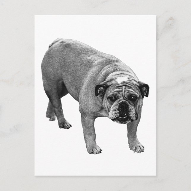 Postmark Bulldog Joy Postkarte (Vorderseite)