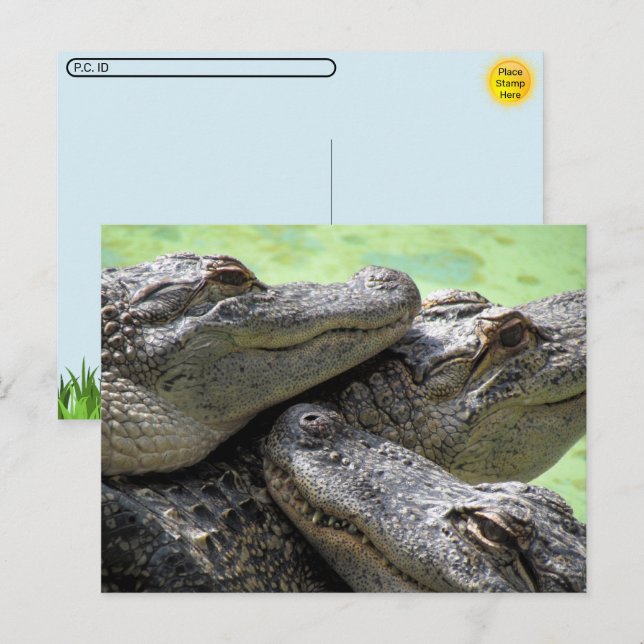 Postübergabe - Alligator Party Postkarte (Vorne/Hinten)
