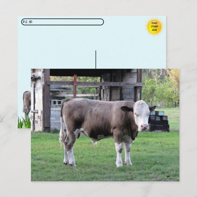 Postübergabe - Dieser Bull bedeutet Visitenkarte Postkarte (Vorne/Hinten)
