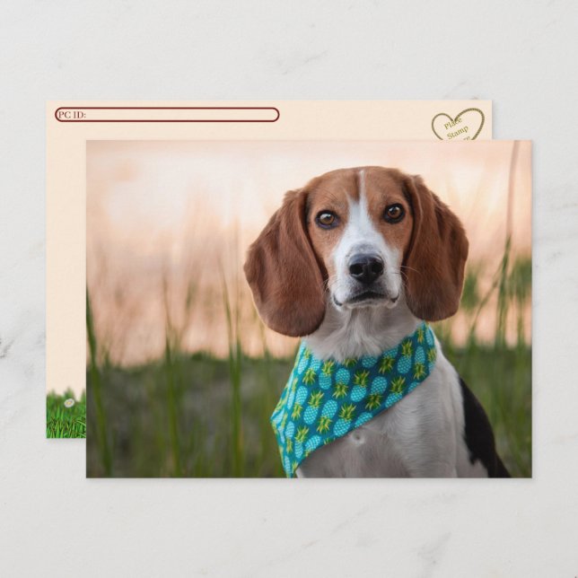 Postübergang - Foxhound Postkarte (Vorne/Hinten)