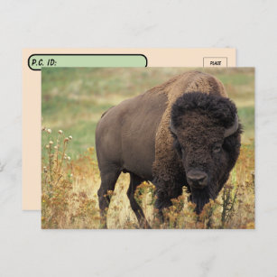 Postüberqueren amerikanischer Bison / Buffalo Post Postkarte