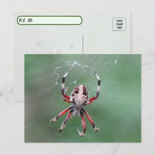 Postüberqueren der Gepunkteten Orbweaver Spider Po Postkarte
