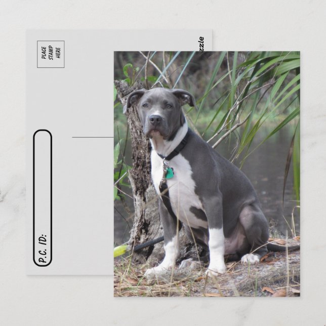 Postüberqueren der handlichen Pit Bull-Postkarte Postkarte (Vorne/Hinten)