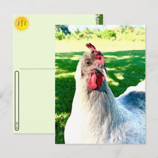 Postüberqueren der Hühnerpostkarte - Bauernleben Postkarte (Vorne/Hinten)