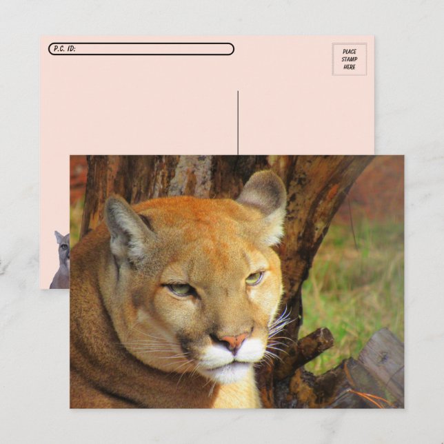 Postüberqueren der Majestic Cougar Postcard mit ID Postkarte (Vorne/Hinten)