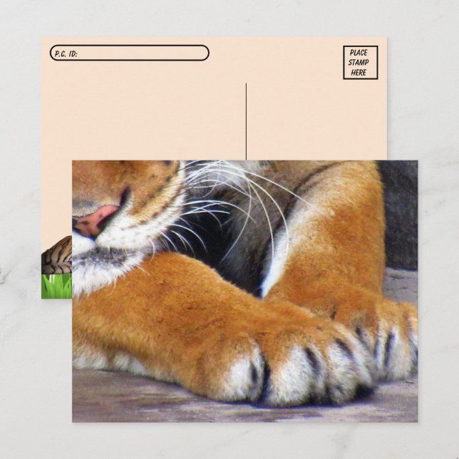 Postüberqueren der Tigerpfeife Postkarte mit ID Bo (Vorne/Hinten)