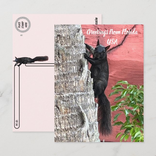 Postüberqueren Grüße von ... Schwarzes Eichhörnche Postkarte (Vorne/Hinten)