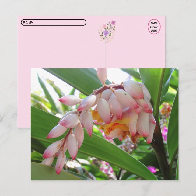 Postüberqueren Muschel Ingwer Blume Floral Postkar Postkarte (Vorne/Hinten)