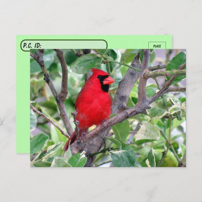 Postüberqueren von handsome männlichen Kardinälen  Postkarte (Vorne/Hinten)