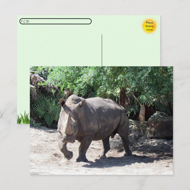 Postüberqueren von Rhinoceros Postkarte (Vorne/Hinten)