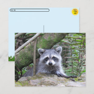 Postüberquerung Bild eines Adorable Baby Raccoon Postkarte