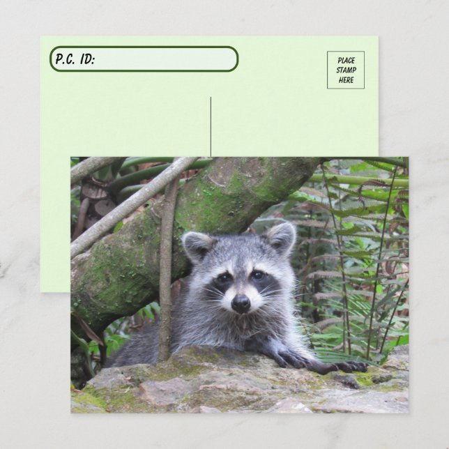 Postüberquerung Bild eines Adorable Baby Raccoon Postkarte (Vorne/Hinten)