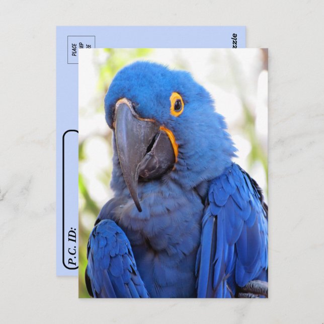 Postüberquerung - Bild eines Blue-Gold-Macaw Postkarte (Vorne/Hinten)