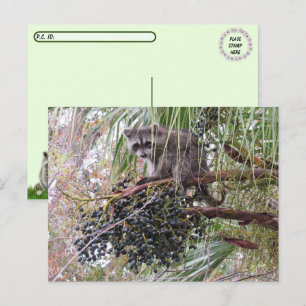 Postüberquerung Bild eines jungen Raccoon Eating B Postkarte
