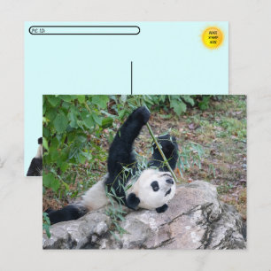 Postüberquerung Bild eines Riesenpanda Postkarte