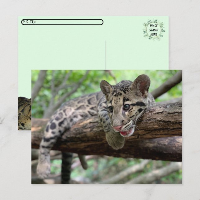 Postüberquerung Bild von getrübtem Leoparden Cub Postkarte (Vorne/Hinten)