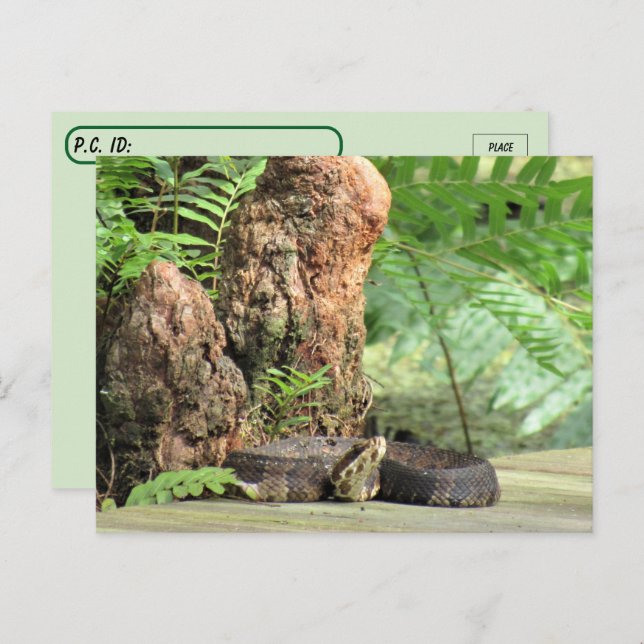 Postüberquerung - Florida Cottonmouth im Sumpf Postkarte (Vorne/Hinten)