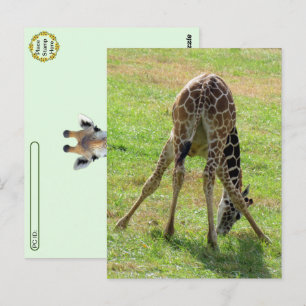 Postüberquerung Funny Giraffe Hintern Postkarte