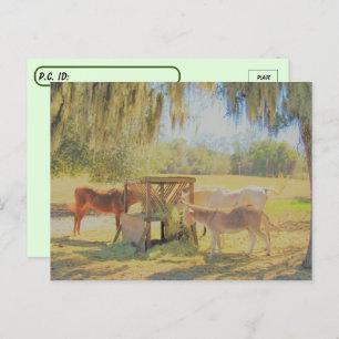 Postüberquerung = Fütternd Station 2 Pferde und Do Postkarte