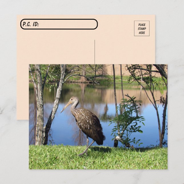 Postüberquerung - Limpkin auf der Postkarte (Vorne/Hinten)