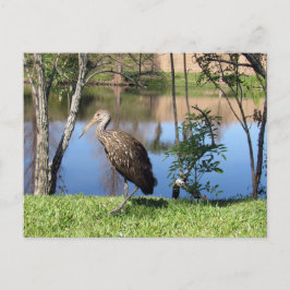 Postüberquerung - Limpkin auf der Postkarte