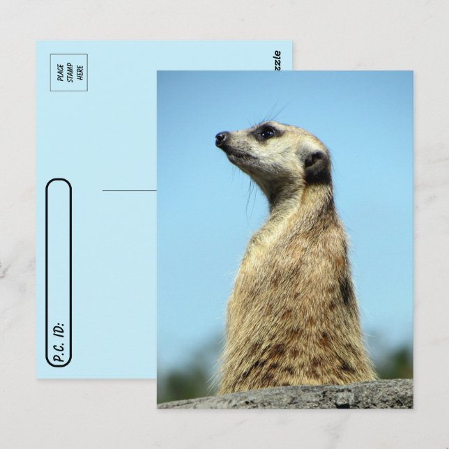 Postüberquerung - Meerkat auf Patrol Grußkarte Postkarte (Vorne/Hinten)