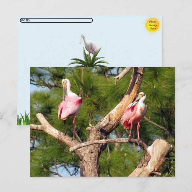 Postüberquerung - Rosate Spoonbill - Florida Postk Postkarte (Vorne/Hinten)